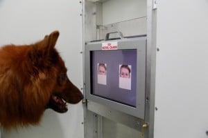 Study: Dogs recognize human facial expressions