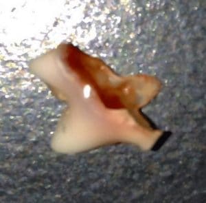 baby tooth puppy teething