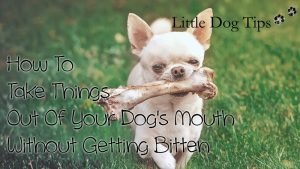 How To Take Food Out Of Your #Dog's Mouth Without Getting Bitten #biteprevention #dogtraining #littledogtips