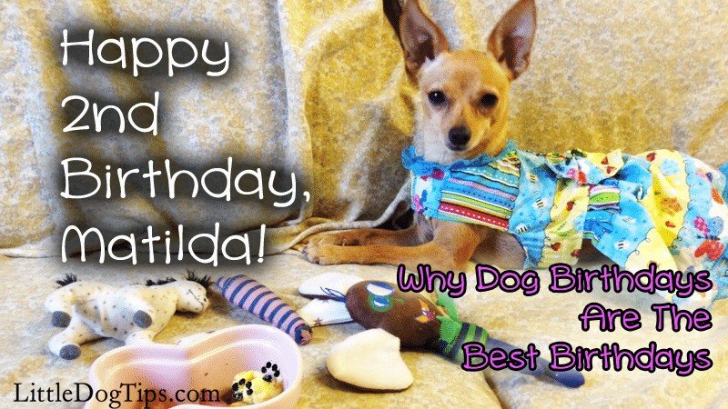 Happy 2nd Birthday, Matilda! Why Dog Birthdays Are The Best Birthdays: