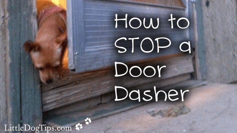 How To Stop A Door Dasher With Positive Reinforcement Training and the Premack Principle - Matilda of Little Dog Tips