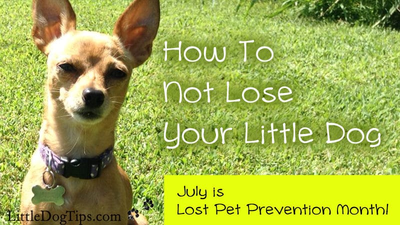 How to not lose your little #dog!