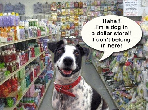 Cow laughing at the dollar store - Can #dogs laugh? It turns out, they can!
