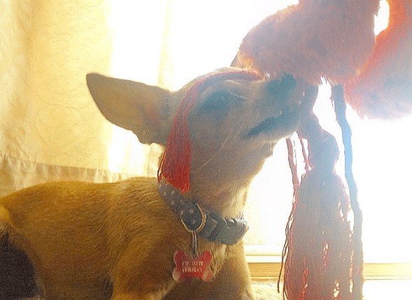 Let your chihuahua think she is stronger than you - always let her win tug o war!