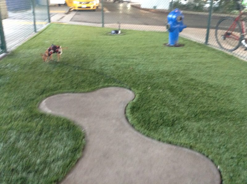 Matilda at the LAX dog potty relief area