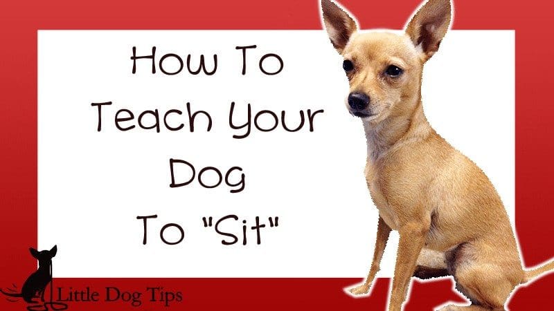 Teach your dog to sit using both a verbal cue and a hand signal. Everything you need to know about a quickly teaching your dog to sit in a way she understands: