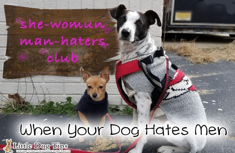 How to use #positivetraining when your dog is afraid of men, and won't stop barking.