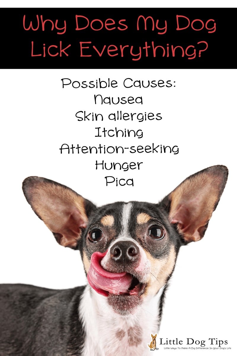 Possible reasons for excessive licking in #dogs.