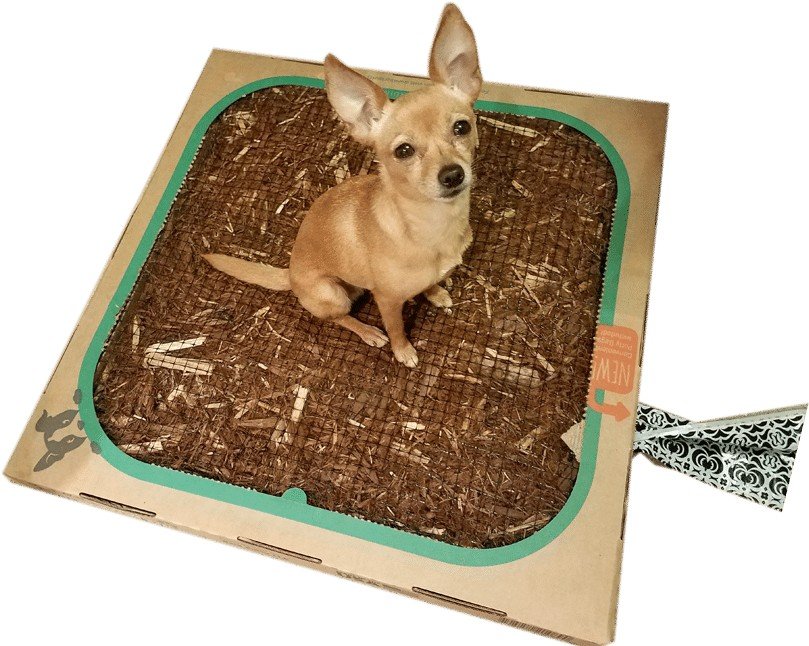 Bark Potty #ad - mess-free indoor potty system!
