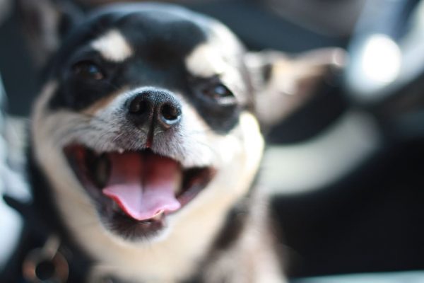 Why You Should Smile At Your Dog More Often Little Dog Tips