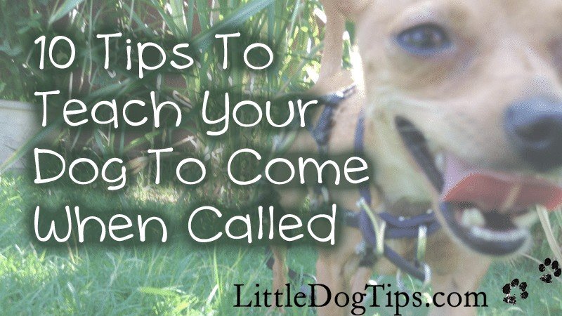 Reliable recall - teaching your dog to come when called