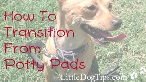 Matilda's tips for quitting puppy pads