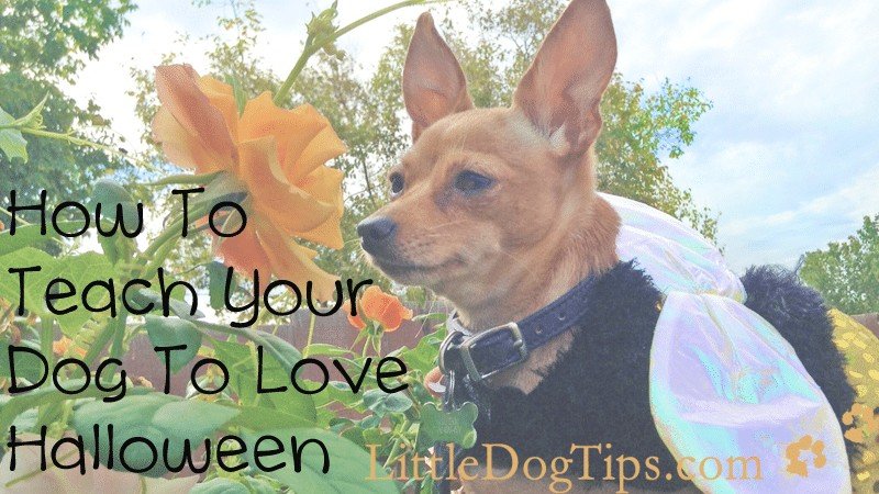 How To Teach Your Dog To Love Halloween