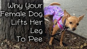 Why Your Female #Dog Lifts Her Leg To Pee