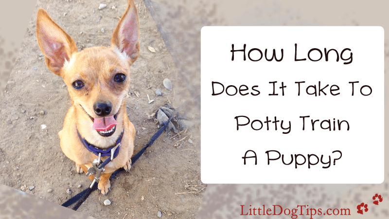How Long Does It Take To Potty Train A Puppy? Little Dog