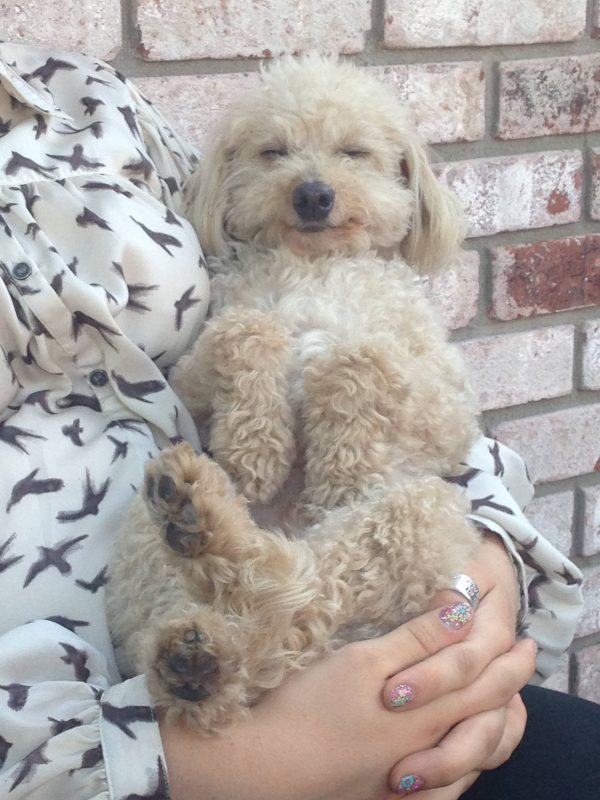 Quit Treating Your Small Dog Like A Baby! 5 Things To Stop Doing 🐾