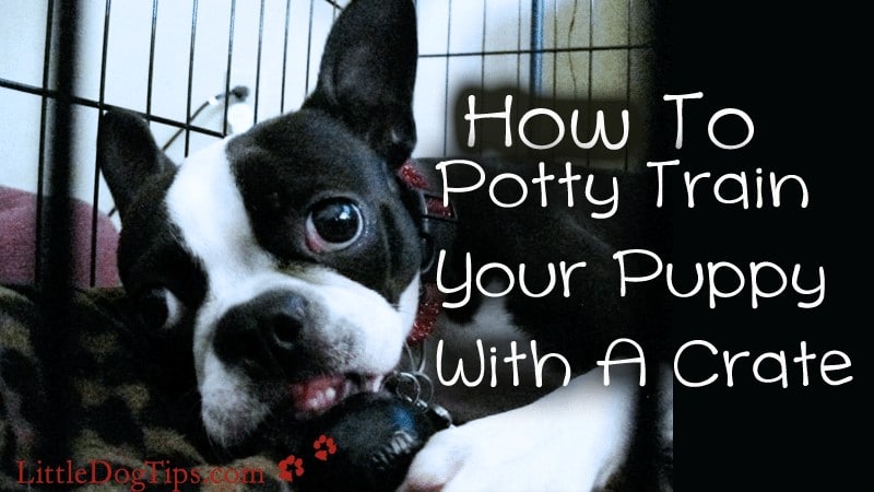 How To Potty Train Your Dog With A Crate