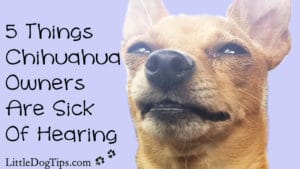 5 Things #Chihuahua Owners Are Sick Of Hearing
