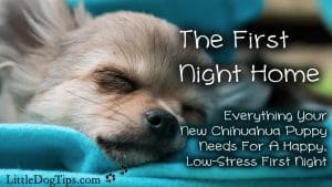 The First Night Home: Helping your #chihuahua #puppy adjust with less stress.