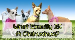 What exactly IS a #chihuahua? Are they becoming as common and vaguely labeled as the "#pitbull"?