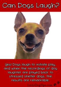 Can #Dogs Laugh? Yes! Dogs laugh to initiate play, and when the recordings of dog laughter are played back to stressed shelter dogs, the results are remarkable.