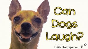 Can #Dogs Laugh? Yes! Dogs laugh to initiate play, and when the recordings of dog laughter are played back to stressed shelter dogs, the results are remarkable.