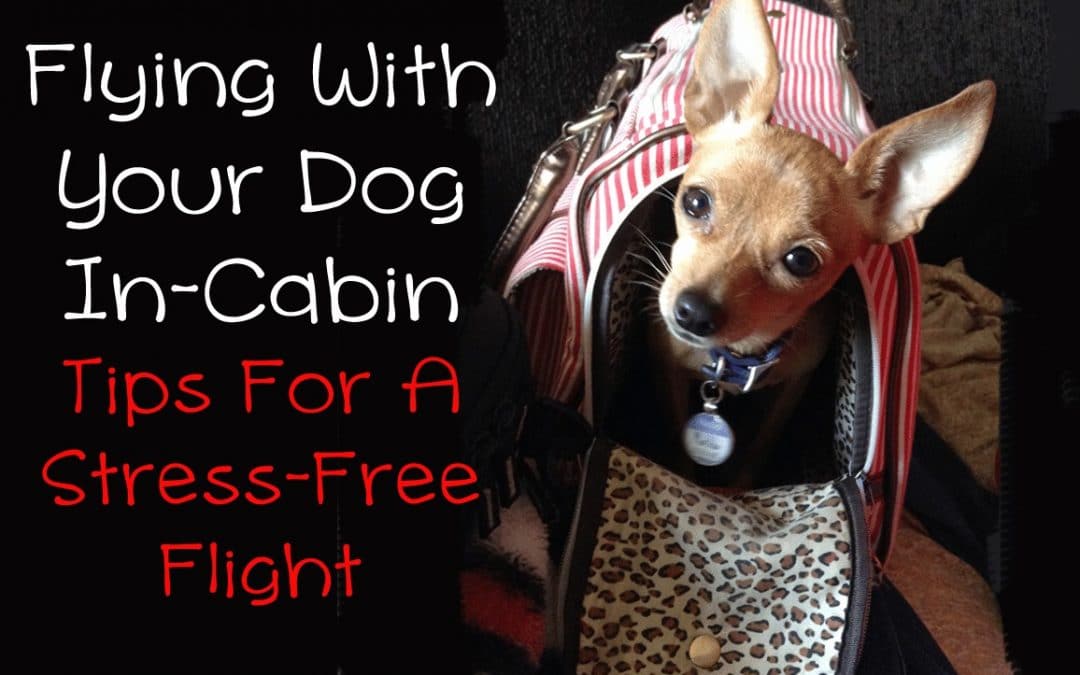 Flying with your small dog in-cabin