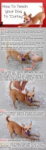 How to teach your dog to curtsy, step by step using #positivereinforcement, with help from Matilda the minipin-chihuahua.