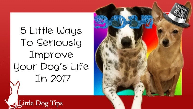 5 Little Ways To Seriously Improve Your Dog’s Life in 2017
