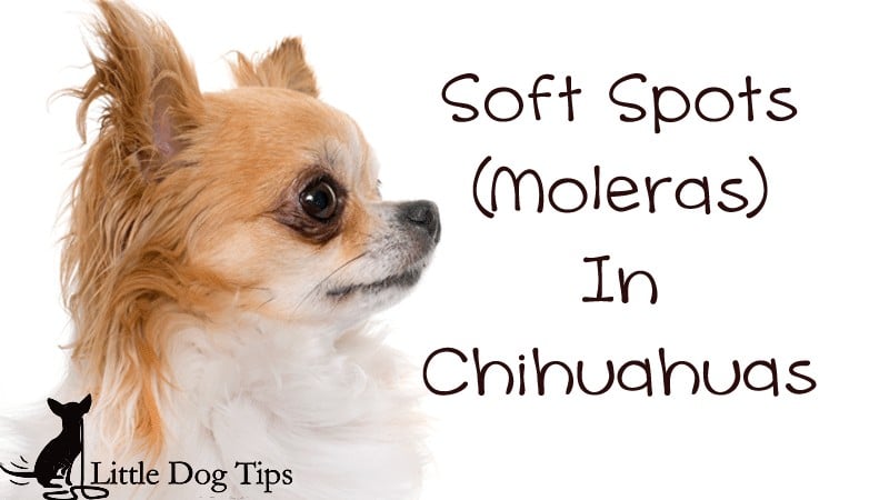What you need to know about soft spots/ moleras in Chihuahuas