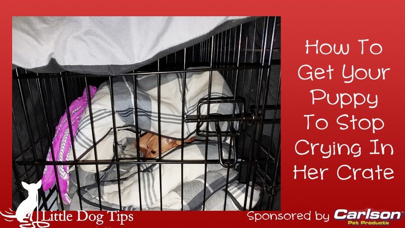 How To Get Your Puppy To Stop Crying In Her Crate #Sponsored by Carlson Pet