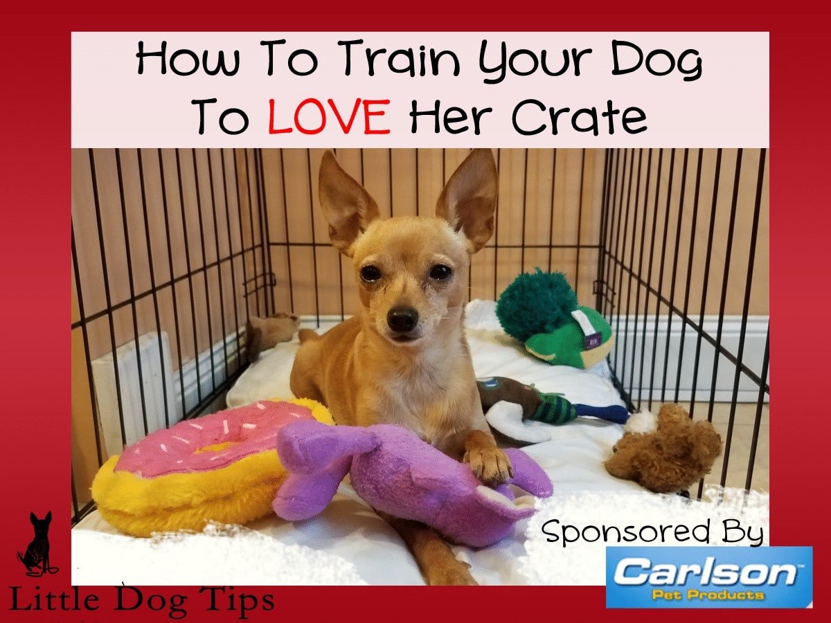 How To Train Your Dog To LOVE Her Crate #sponsored by Carlson Pet