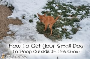 Get your small dog to poop outside in the winter snow #positivetraining #chihuahua