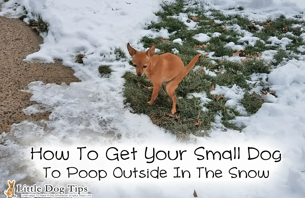 get your small dog to poop outside in cold weather