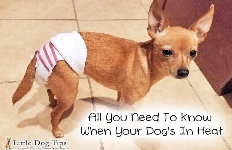 All You Need To Know When Your Dog's In Heat Little Dog Tips