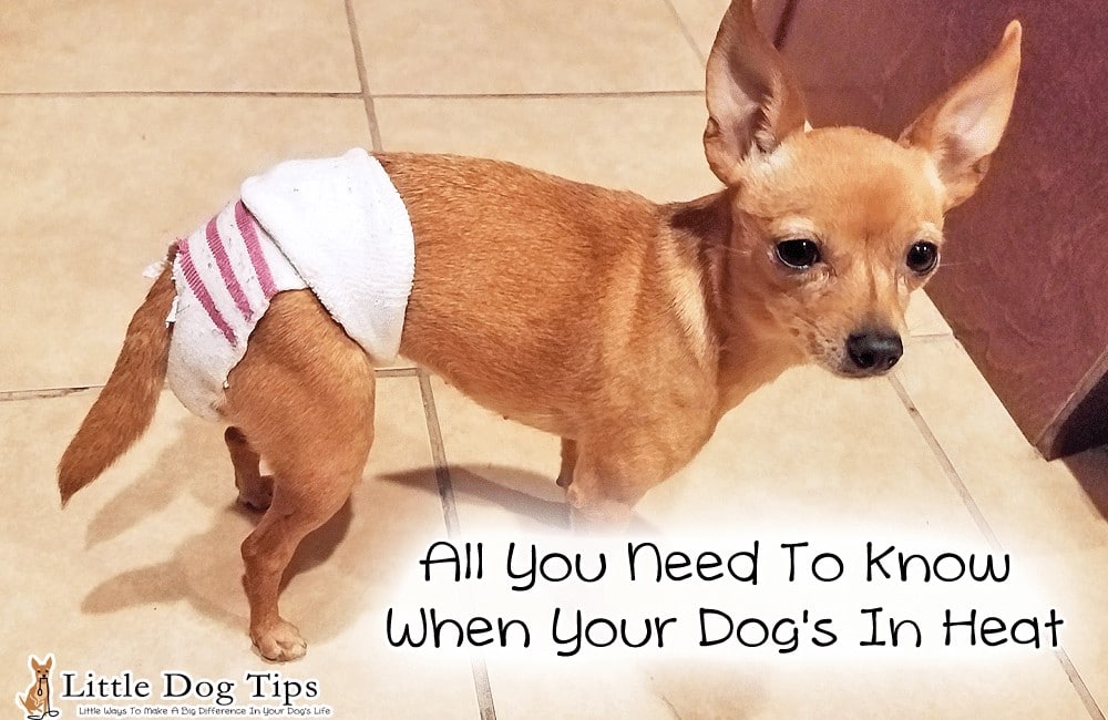 All You Need To Know When Your Dog s In Heat Little Dog Tips