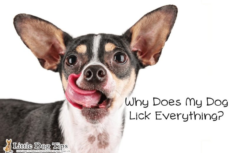 Why Does My Dog Lick Everything? 🐾 Little Dog Tips