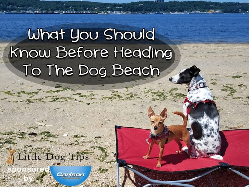 What You Should Know Before Heading To The Dog Beach #Sponsored by Carlson Pet