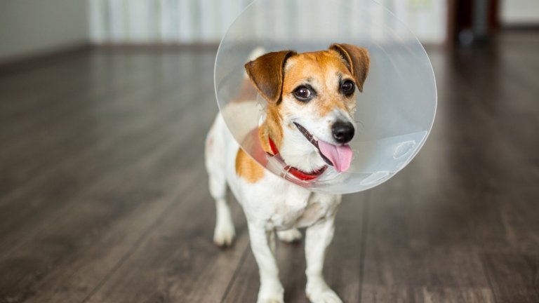 Should You Spay Your Dog Little Dog Tips