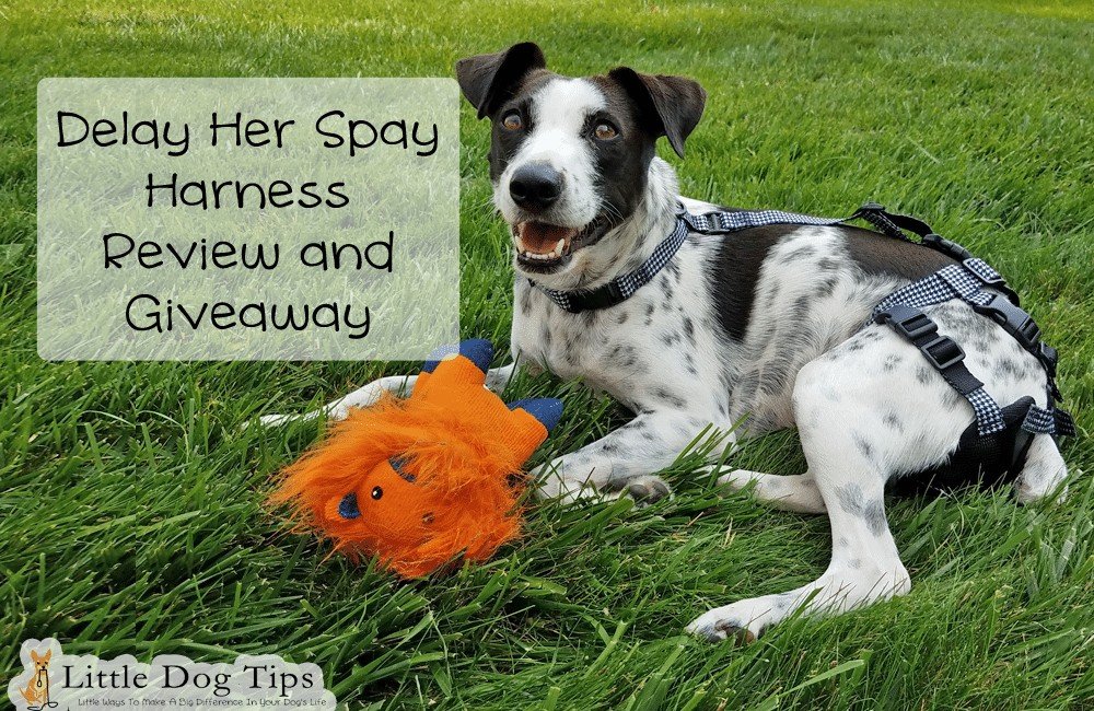 Delay Her Spay Heat Diaper/Breeding Prevention Harness Review/Giveaway #sponsored
