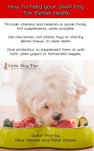 How To Feed Your Small Dog For Better Health