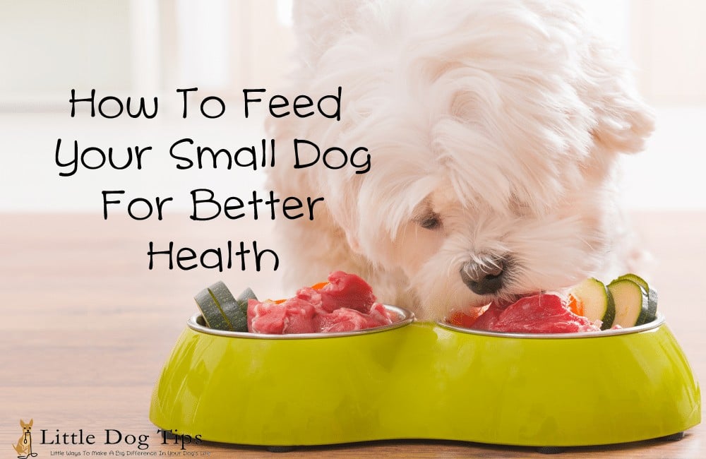How To Feed Your #SmallDog For Better Health
