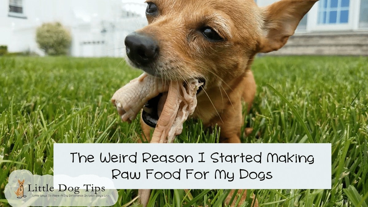 I Quit Kibble And Started Feeding My Dogs A Homemade Raw Diet For A Really Weird Reason