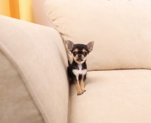 When Will My Chihuahua Puppy Stop Growing?