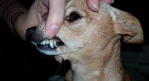 Chihuahua has retained puppy teeth extra baby canines