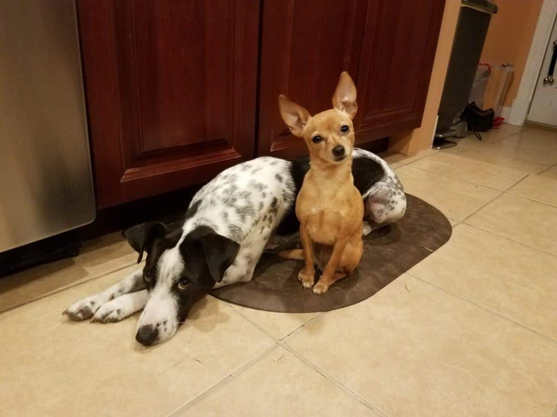 Which Dog Is Alpha In Your Multi Dog Home?