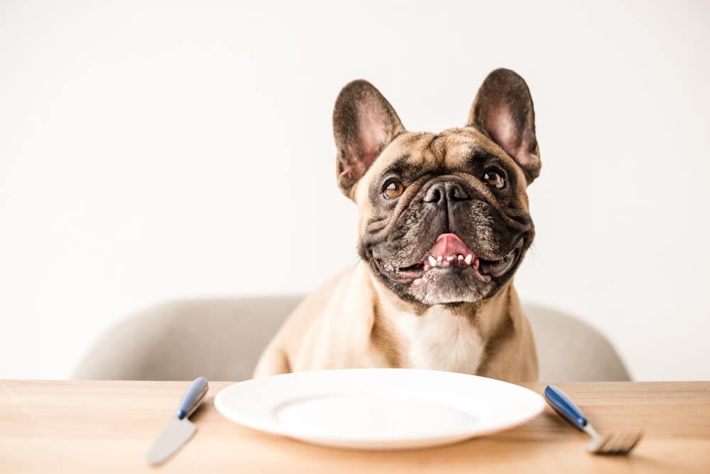 Yes, You Can (And SHOULD!) Give Your Dog “People Food.”