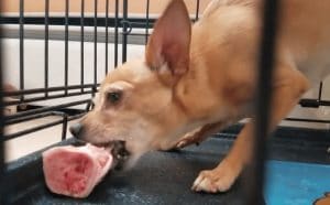 Chihuahua Eating Raw Meaty Bone