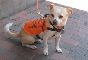 Chihuahua Service Dog