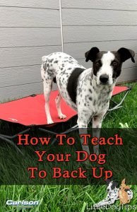 How To Teach Your Dog The Back Up Cue With #Positivetraining #Dogtricks